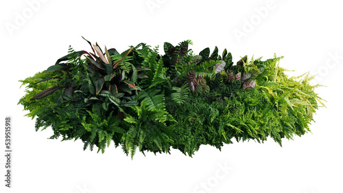 Green and variegated leaves of tropical foliage plant bush with various types of ferns  Calathea peacock  and Ti plant