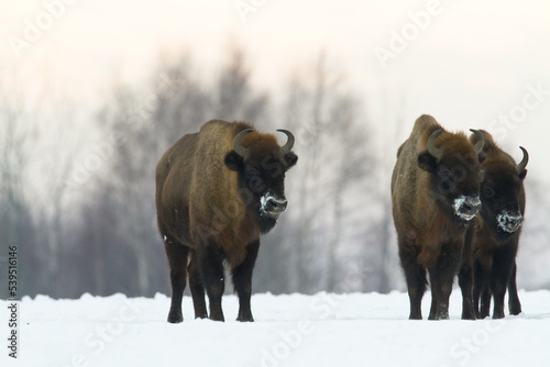 Mammals - wild nature European bison Bison bonasus Wisent herd standing on the winter snowy field North Eastern part of Poland, Europe Knyszynska Forest