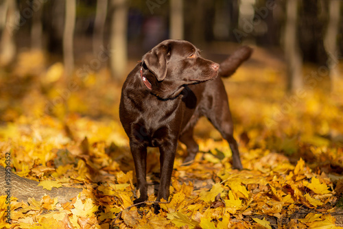 Fototapeta a beautiful young statuesque Labrador retriever dog of chocolate color stands pr