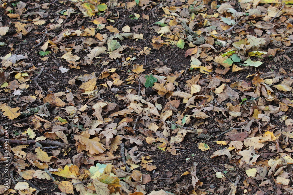 Brown and orange leaves that have fell on the floor during Autumn and Fall time. Brown and orange leaves that have fell on the floor during Autumn and Fall time.