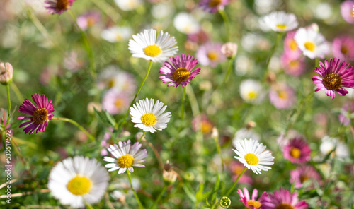 Close up of Mexican daisies, also called Cornish daisies or erigeron, with white petals and yellow centres. Before they open up they are pink. The flowers attract bees and butterflies.  photo