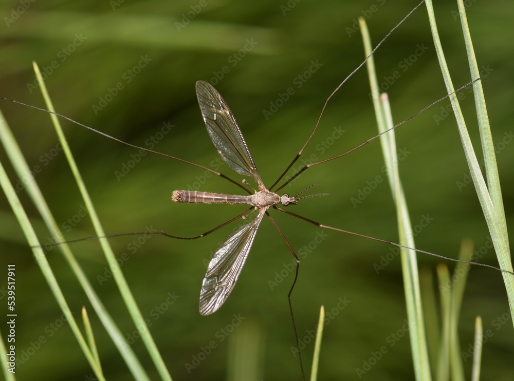 Crane fly (Tipulidae) hanging in pine needles. Commonly called a Mosquito Eaters, they don't eat any insects whatsoever, contrary to popular belief. Crane fly (Tipulidae) hanging in pine needles. Commonly called a Mosquito Eaters, they don't eat any insects whatsoever, contrary to popular belief.