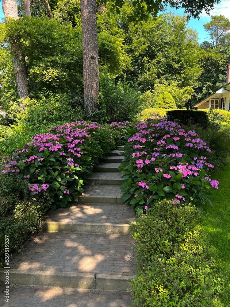 Pathway among beautiful hydrangea shrubs with violet flowers outdoors