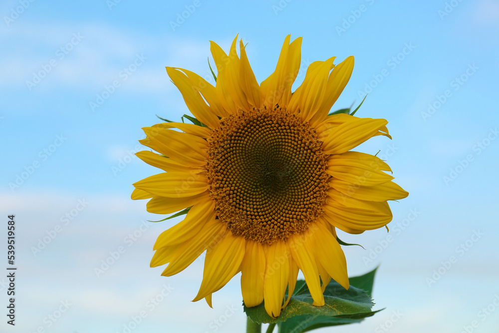 Beautiful blooming sunflower against sky on summer day