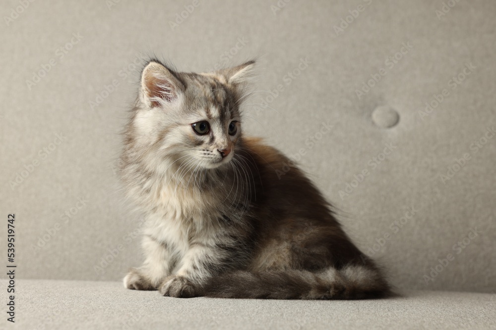 Cute fluffy kitten on grey sofa, space for text Cute fluffy kitten on grey sofa, space for text