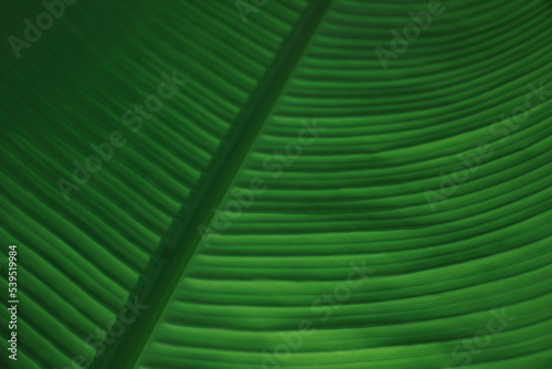Beautiful green palm leaf as background  closeup view