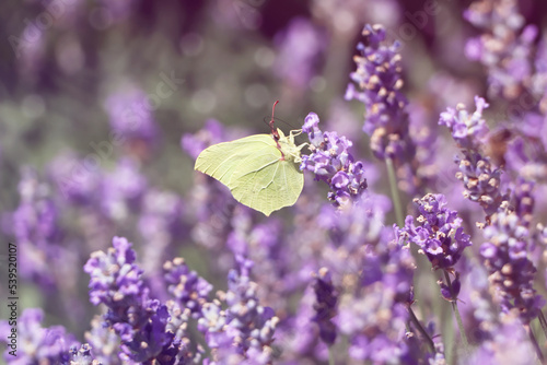 Beautiful butterfly in lavender field on sunny day, closeup © New Africa
