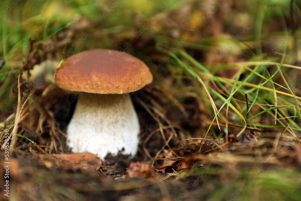 Fresh wild mushroom growing in forest, closeup. Space for text Fresh wild mushroom growing in forest, closeup. Space for text