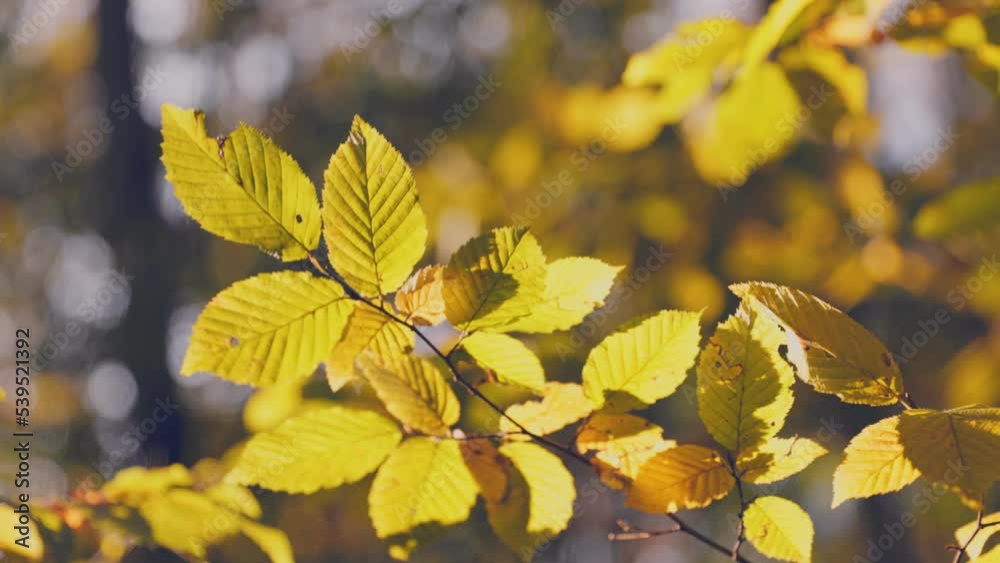 branch with yellow leaves in the autumn forest close-up branch with yellow leaves in the autumn forest close-up