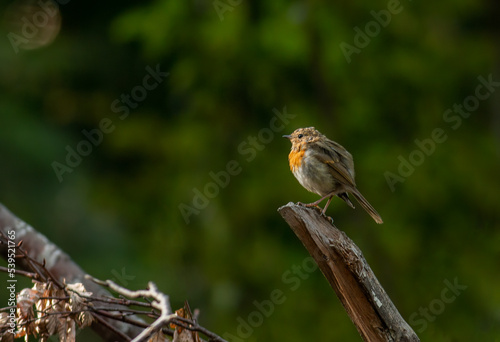 Juvenile Robin bird sitting on branch