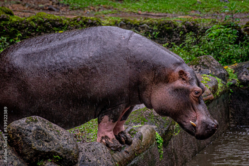 Hippo portrait