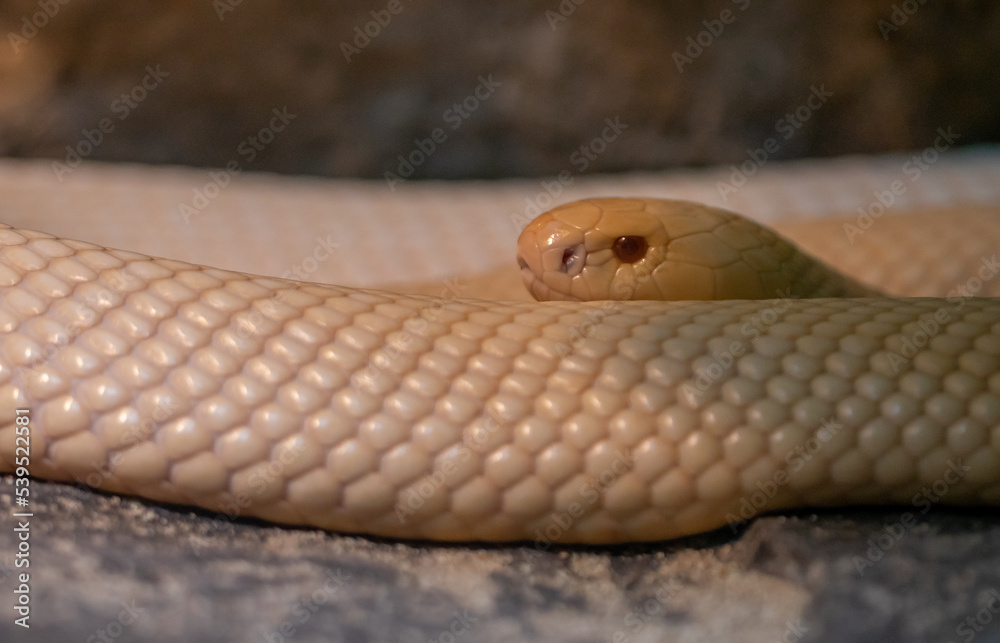 Fototapeta premium White Phyton on top on a rock