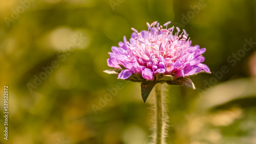 Knautia dipsacifolia, forest widow flower, at the famous Hoher Kasten summit, Bruelisau, Appenzell, Alpstein, Switzerland