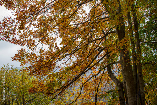 Forest foliage in the autumn, beech tree, Piemonte, Biella, Italy