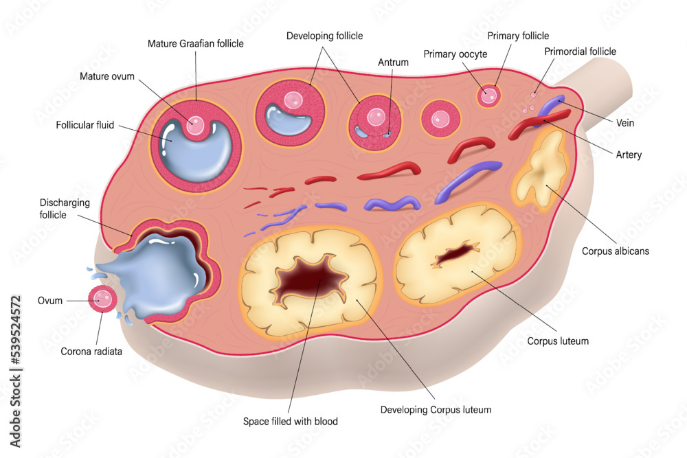 Ovulation. Ovarian cycle. Egg cell development. Ovary structure ...