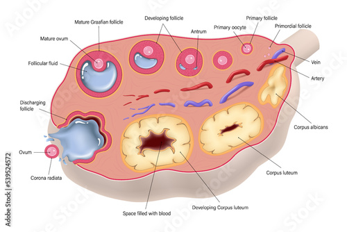 Ovulation. Ovarian cycle. Egg cell development. Ovary structure. Menstrual cycle. photo