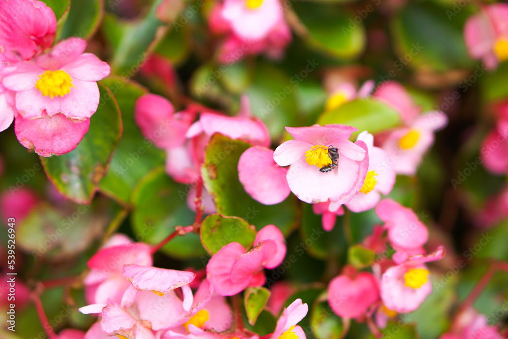 Obraz premium Pink flowers have yellow stamens And bees on it