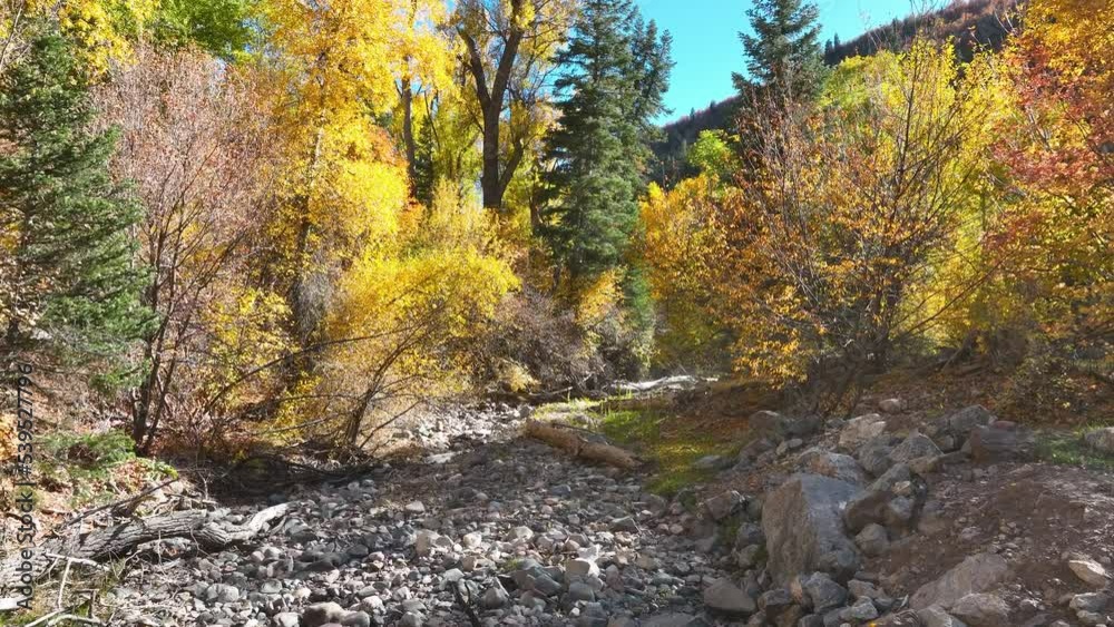 Aerial dry river bed autumn leaves. Beautiful season Autumn fall colors in Maple, Oak and Pine mountain forest. Central Utah. Canyon valley and trails. Travel destination. Golden yellow, golden. Aerial dry river bed autumn leaves. Beautiful season Autumn fall colors in Maple, Oak and Pine mountain forest. Central Utah. Canyon valley and trails. Travel destination. Golden yellow, golden.