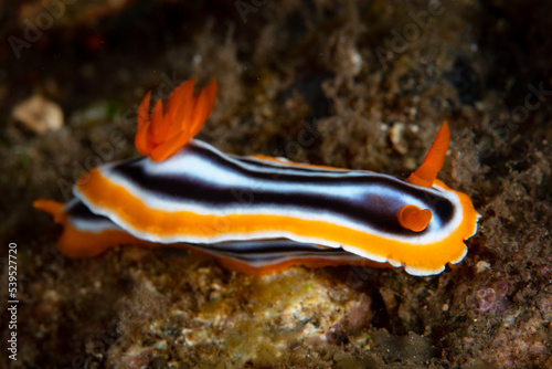 A colorful nudibranch, Chromodoris elizabethina, crawls over a shallow coral reef in Indonesia. This species, along with many other nudibranchs, feeds on aplysilid sponges. 