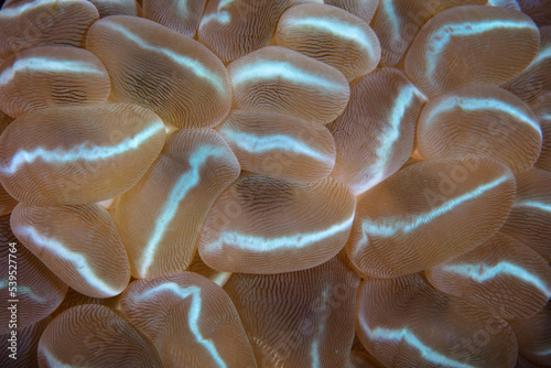 Detail of a bubble coral, Plerogyra sinuosa, growing on a coral reef in Indonesia. At night tentacles extend from the polyps to feed on plankton. photo