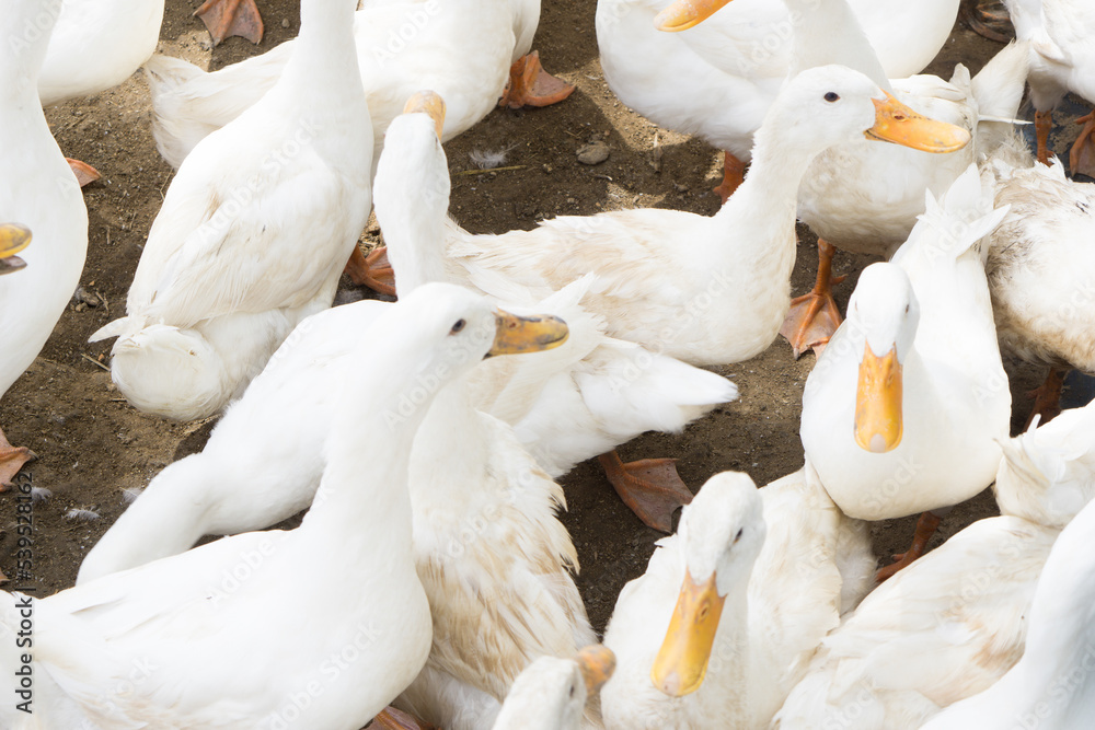 Obraz premium large group of white ducks.