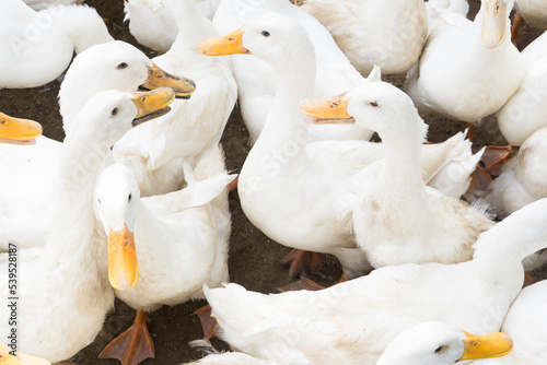large group of white ducks.