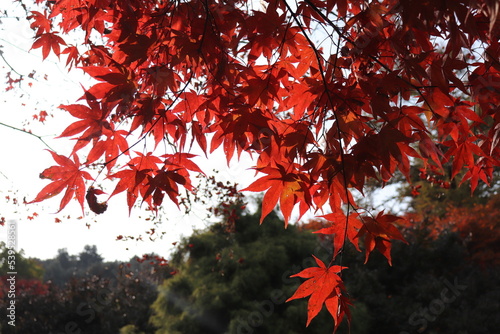 Autumn Season Maple Leaf Picture