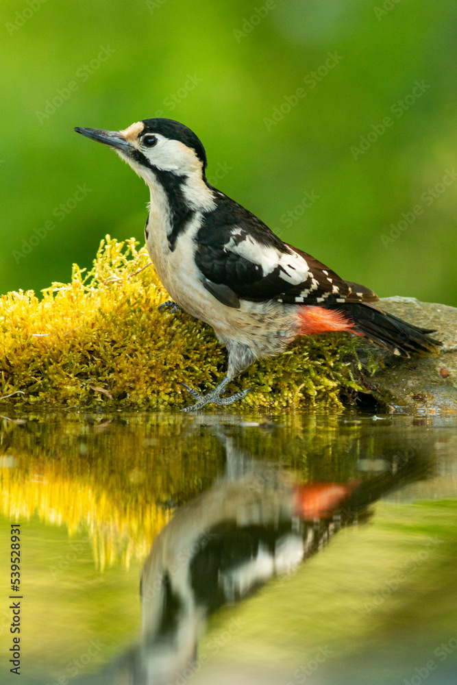 Syrian Woodpecker (Dendrocopos syriacus) in forest Syrian Woodpecker (Dendrocopos syriacus) in forest
