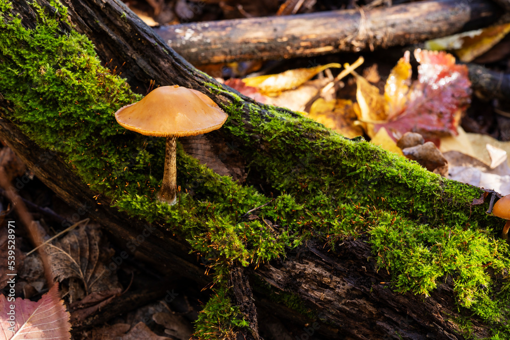 Fototapeta premium Mycena Tricholomataceae. Low depth of field. Morning light. Macro photo. Moss on the stump. Forest in autumn. Poisonous toadstool mushrooms.
