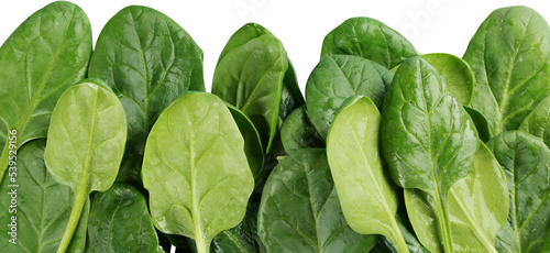 Young Spinach Leaves Close-up - Isolated