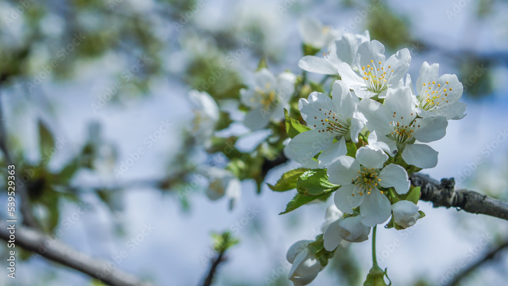blossoming tree in spring blossoming tree in spring