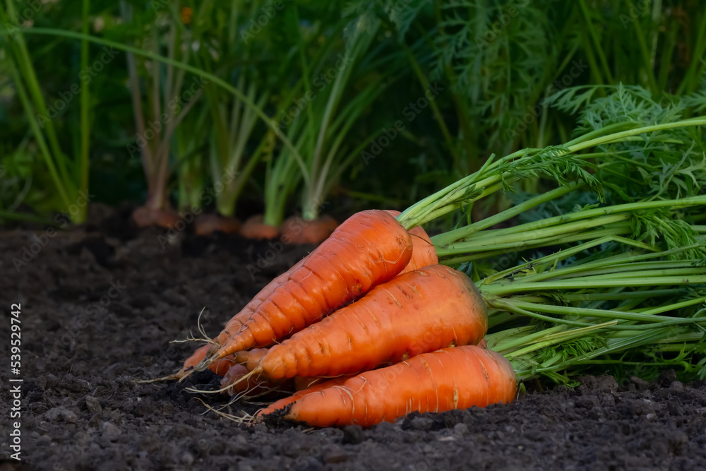 Bunch of carrots with leaves are on the dirt in the vegetable garden Bunch of carrots with leaves are on the dirt in the vegetable garden