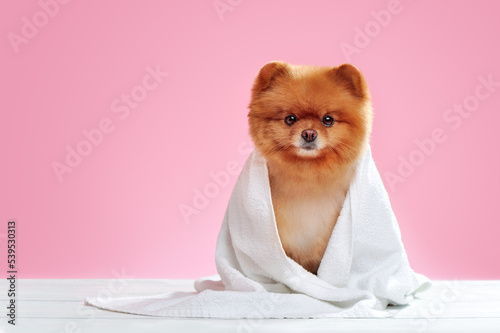 Full length portrait of a spitz wrapped in a towel against pink background