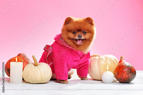 Pomeranian in a pink bathrobe sitting with pumpkins ©  Tatyana Kalmatsuy