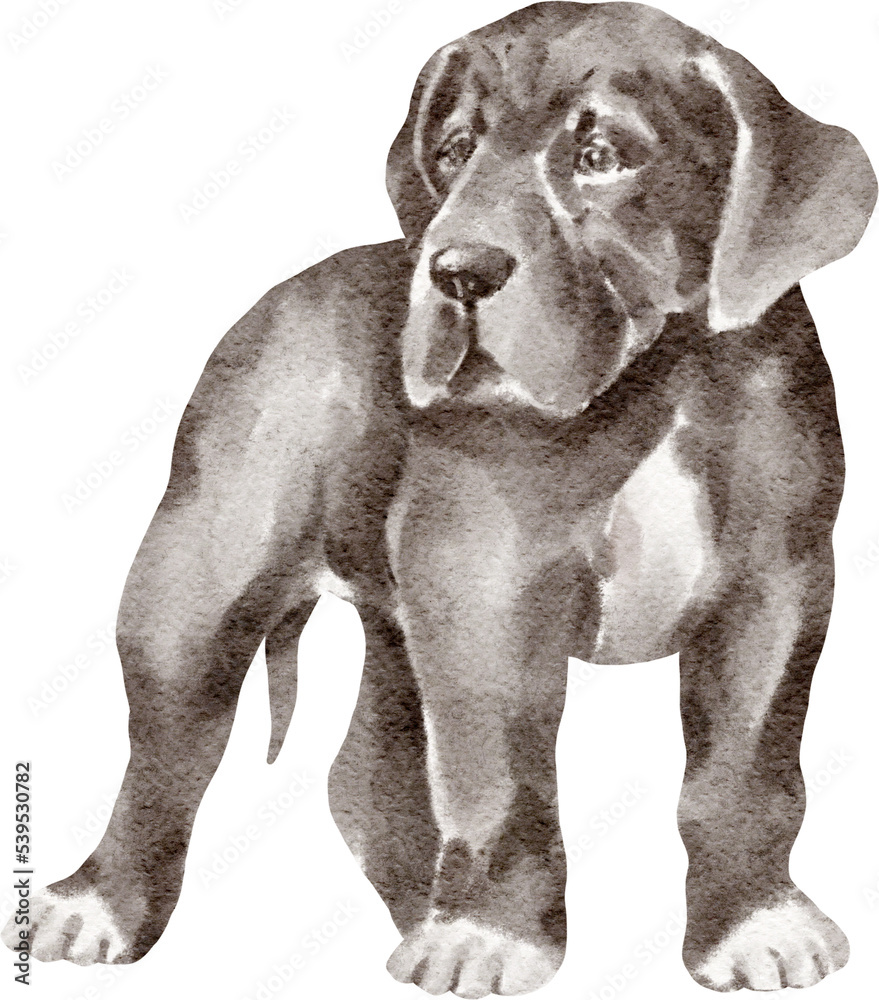 Great dane puppy illustration