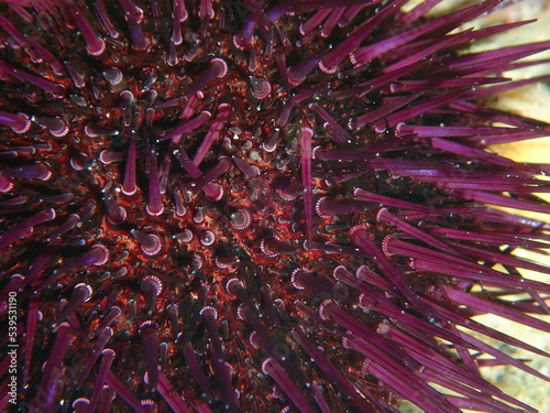 Purple sea urchin, Rock sea urchin or Stony sea urchin (Paracentrotus lividus) extreme close-up undersea, Aegean Sea, Greece, Halkidiki photo