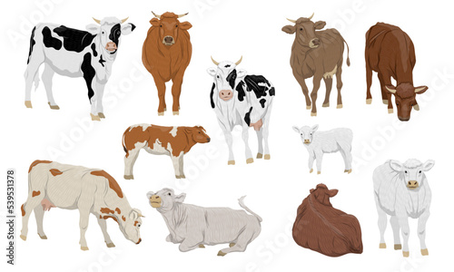 Set Domestic cows and calves in different poses. Bulls, cows and calves stand, eat and lie down. Farm realistic vector animals