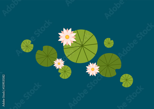 Lily pad vector. Lily pad illustration.