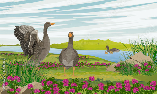 A flock of gray geese in a clover meadow near a river. Geese and goslings. Farm Birds. Realistic Vector Landscape