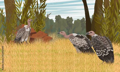 A flock of African vultures in the savannah. African savanna with dry grass and tropical vegetation. Wild carrion birds. Realistic vector landscape