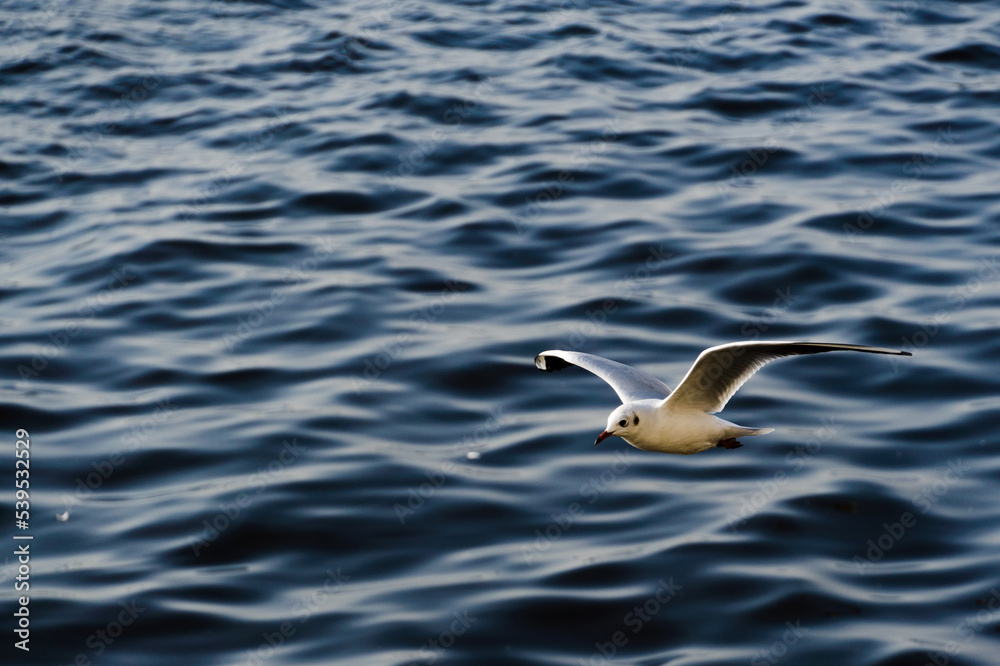 Flying seagull on the background of blue sea waves Flying seagull on the background of blue sea waves