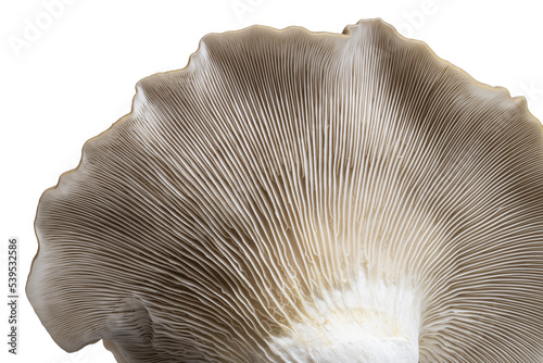 Closeup of the underside of an oyster mushroom
