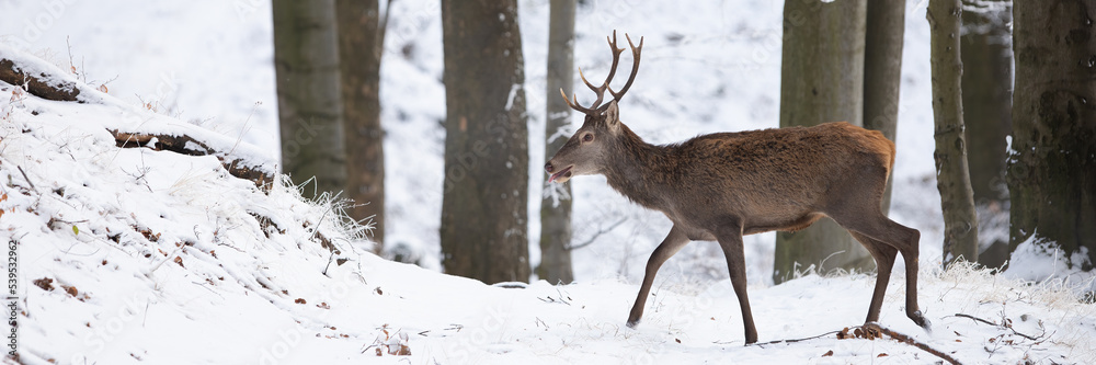 Red deer, cervus elaphus, movig in snowy woodland in winter with copy space. Antlered mammal walking in forest in wintertime. Stag going in white wilderness. Red deer, cervus elaphus, movig in snowy woodland in winter with copy space. Antlered mammal walking in forest in wintertime. Stag going in white wilderness.