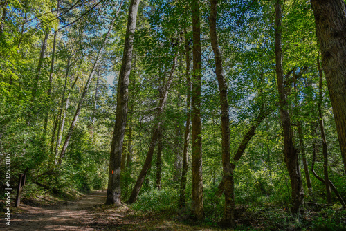 Lake Placid trees, Paris Mountain State Park, Greenville, South Carolina