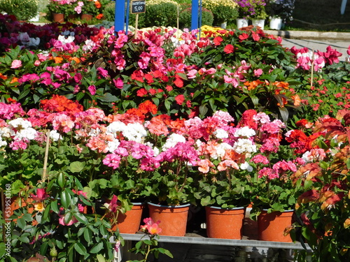 Wallpaper Mural Colorful flowers in a plant fair at Varkiza, Athens, Greece Torontodigital.ca