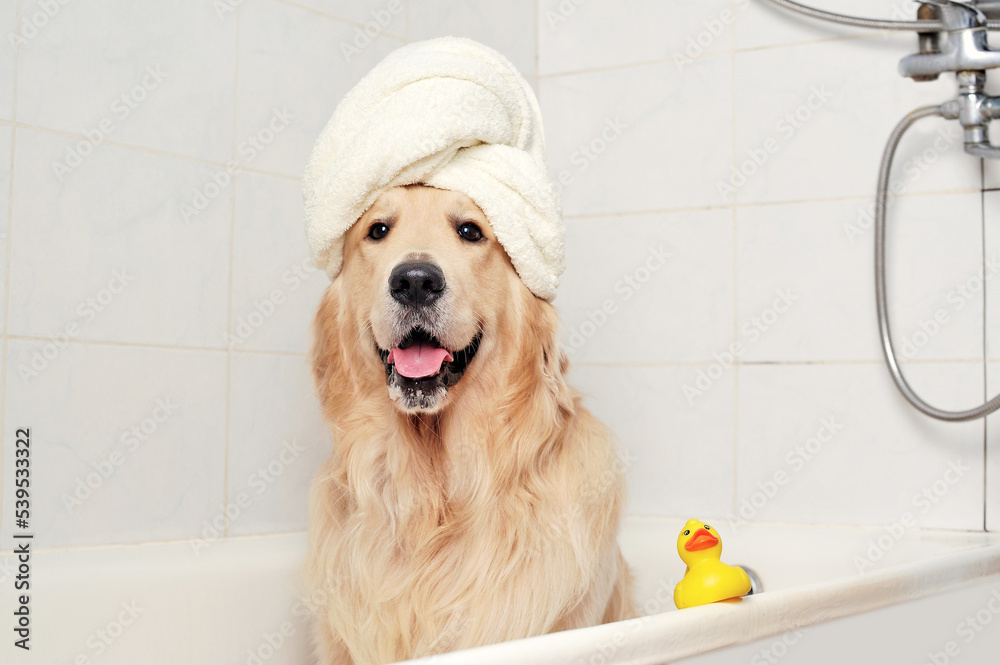 Golden retriever in bathtub store