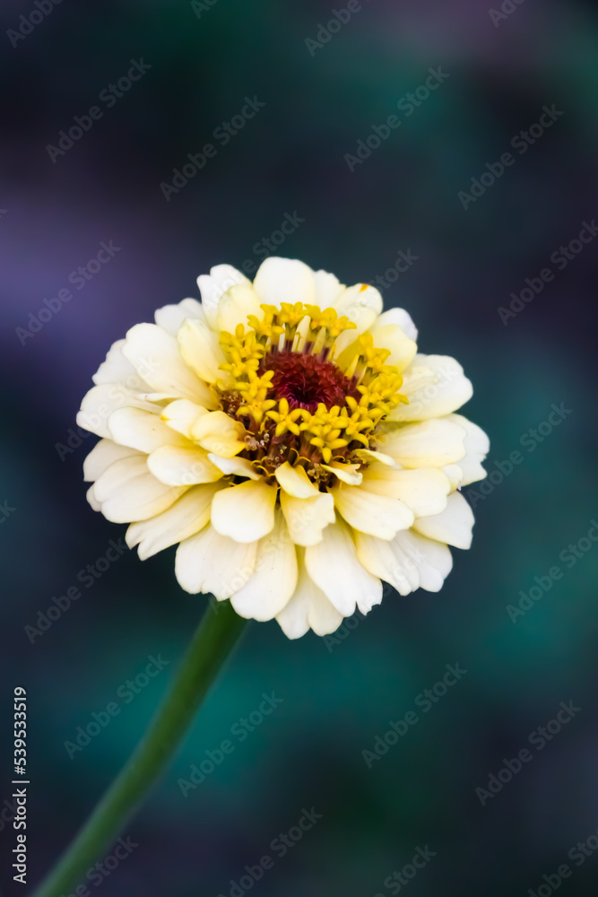 yellow flower in the garden yellow flower in the garden