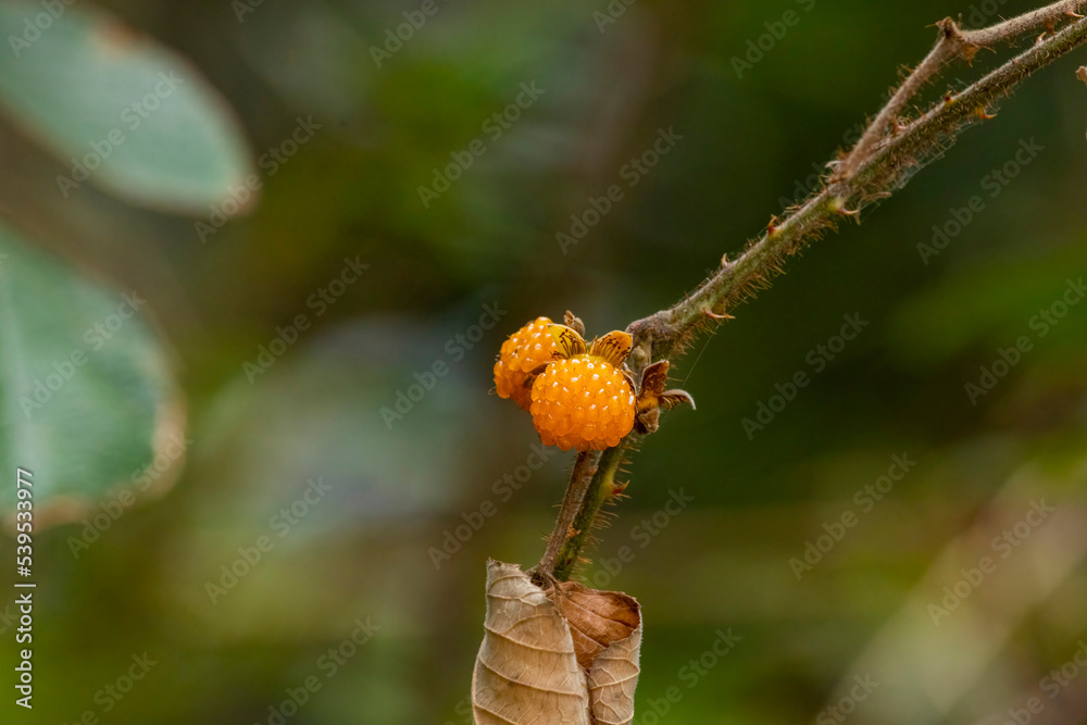 Golden evergreen raspberry in the wild Golden evergreen raspberry in the wild