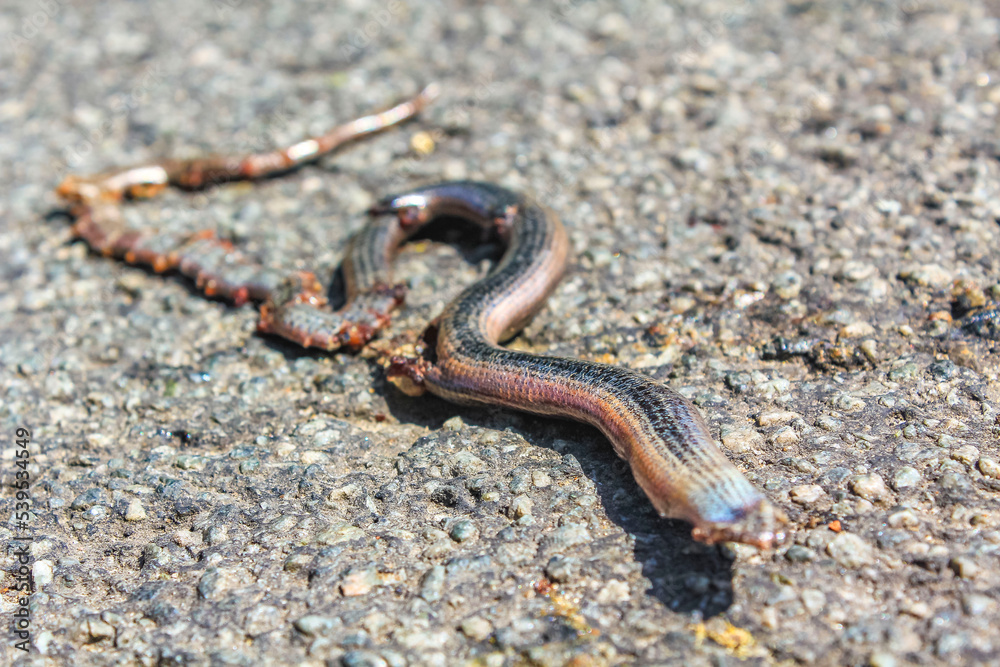 Dead flattened snake grass snake with guts on the road. Dead flattened snake grass snake with guts on the road.