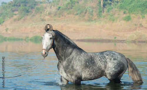  beautiful grey Marwari  stallion posing  in river at early morning . india. photo